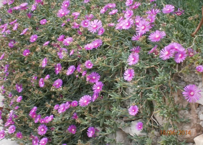 Sea And Sun Lejlighed *